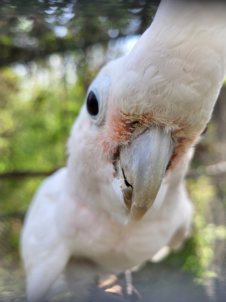 garuda_aviary's tweet photo. For regular updates on our flock, info on how to visit us, as well as general parrot care tips and some fun parrot mayhem, check us out on:

Instagram: https://t.co/DEL8wrs5UJ
Facebook: https://t.co/tDe0pTOi1o
Our website: https://t.co/UrbFAYa6zm https://t.co/iMP3JMuozj
