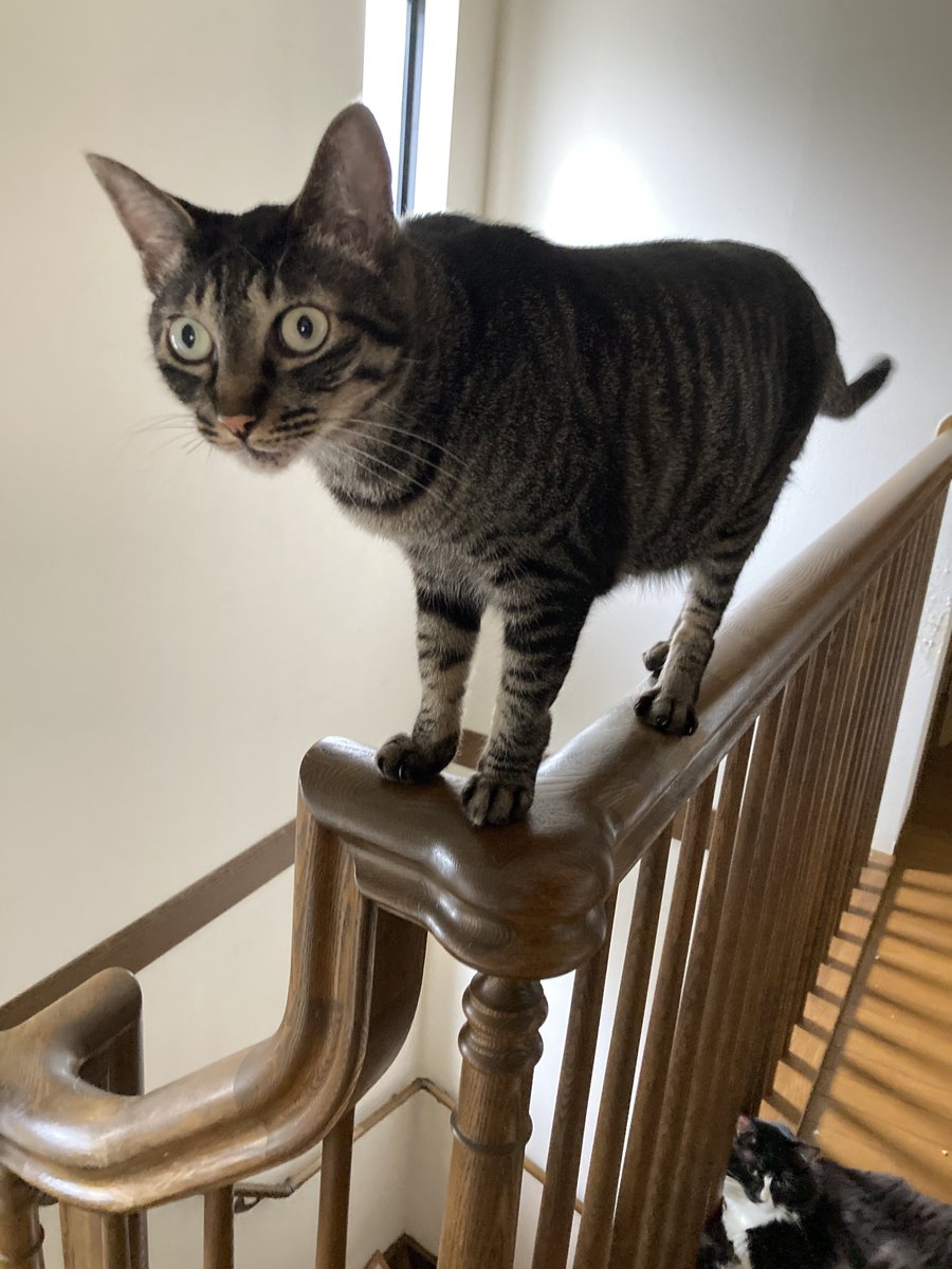 poppo2qto's tweet photo. 保護猫赤ちゃんの話題がいっぱいポストにでてるけど
悲しい結果になる子も多い中、うちのハオは生後1日で拾われ、よく何事もなく育ってくれたな…(ｼﾐｼﾞﾐ

今や立派なガーゴイルですよ https://t.co/rlD8YjFvkD