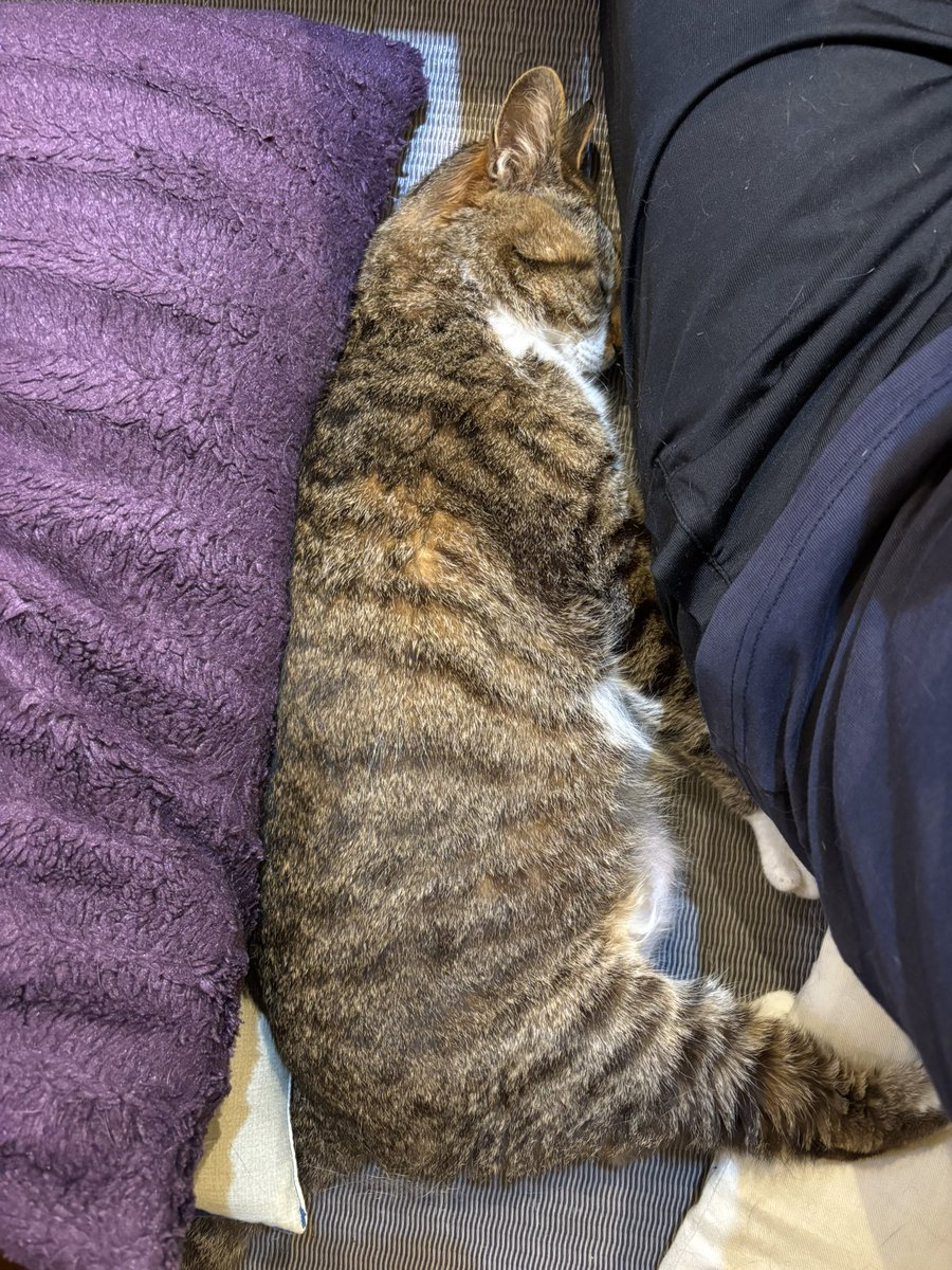 今日のまめ
＃猫のいる暮らし　＃猫のいる幸せ　＃猫　＃まめ