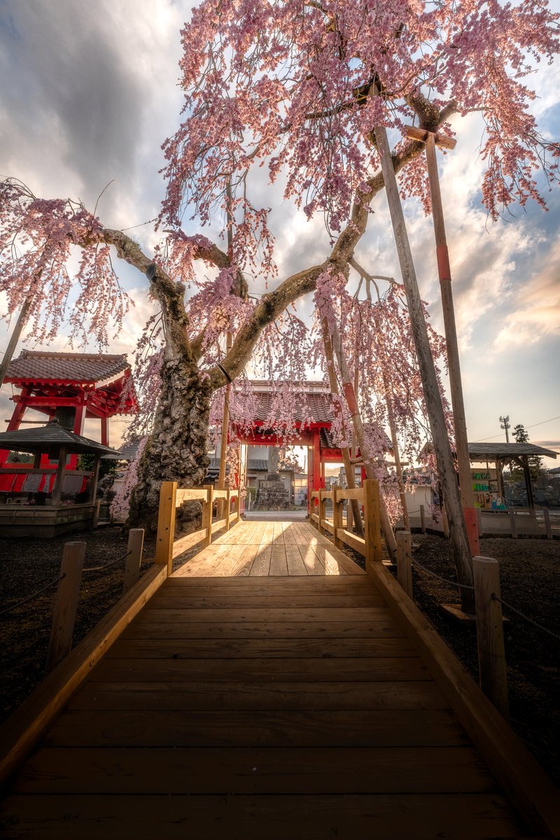 03Ns1996's tweet photo. 夕陽に照らされる妙関寺乙姫桜🌸
#これソニーで撮りました https://t.co/M1QS5xq6V2