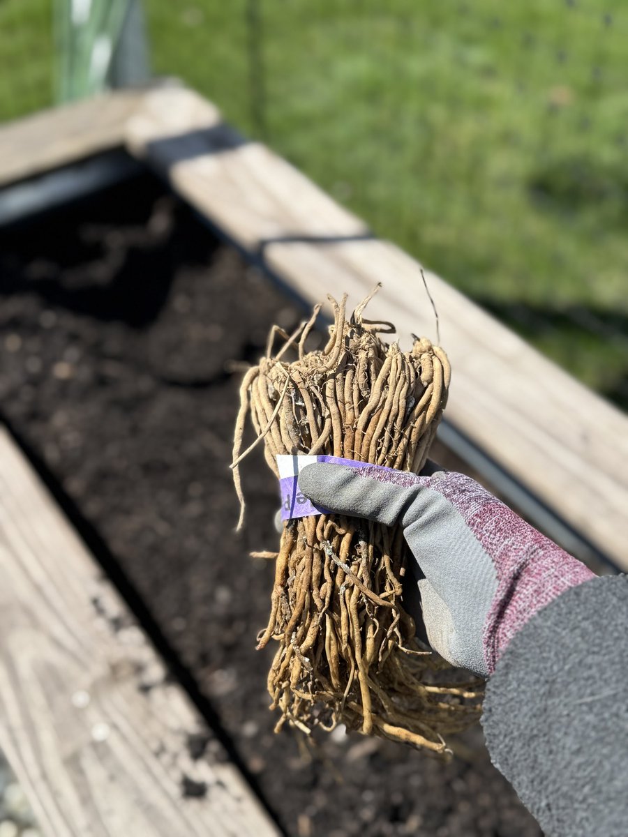 sahara910's tweet image. Planting #asparagus.  Have you ever seen asparagus crowns?  Some Martha Washington and Purple Passion. 🤤