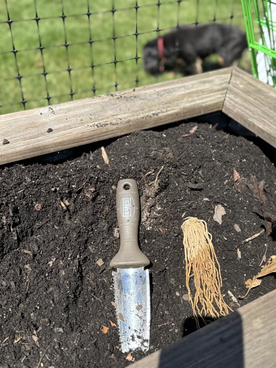 sahara910's tweet image. Planting #asparagus.  Have you ever seen asparagus crowns?  Some Martha Washington and Purple Passion. 🤤