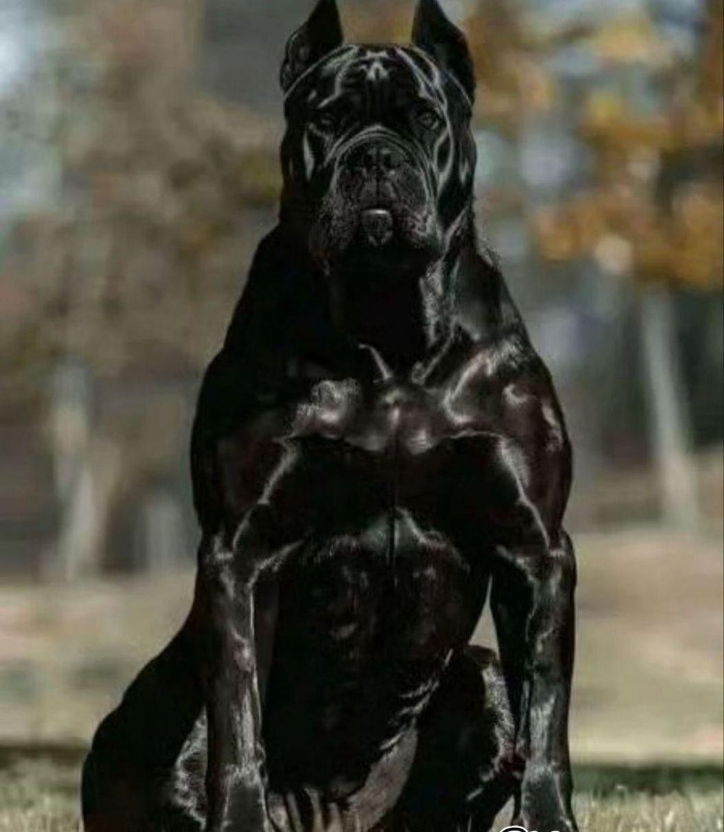 Most Banned Dogs Around the World. 
A thread