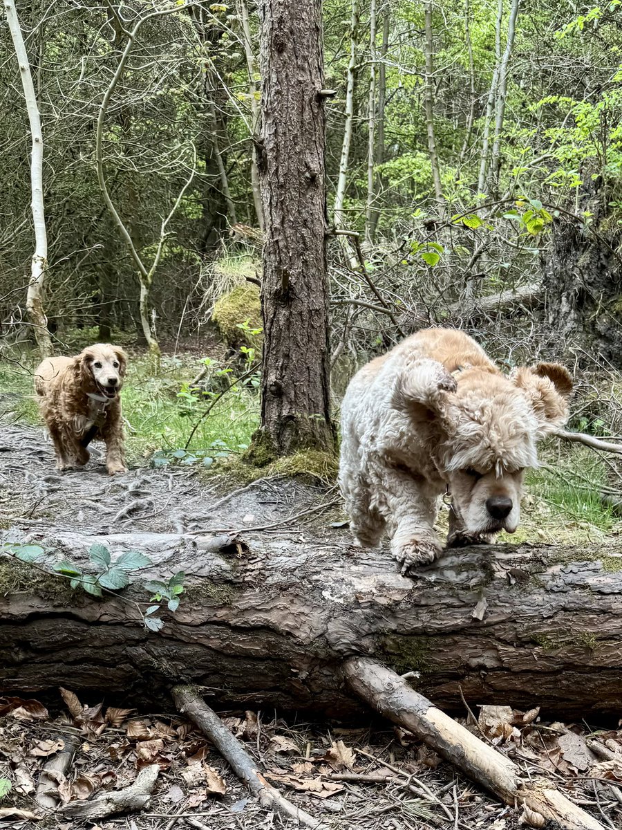 SpanielsSuper's tweet image. Woodland walks #FunAndGames