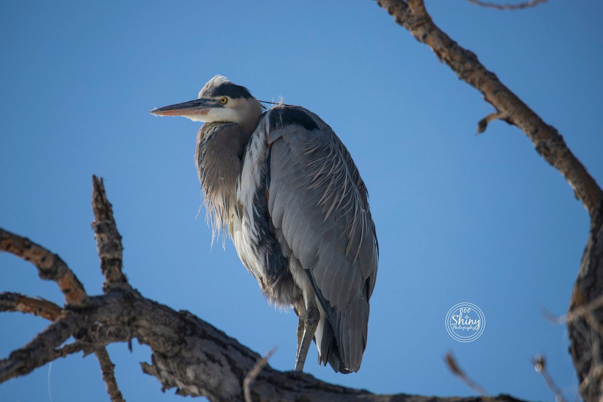 oooshinyphotos's tweet photo. Great Blue Heron Perched in a Tree

#greatblueheron #heron #bird #animal #wildlife #nature #tree #StVrainStatePark #Firestone #Colorado #Canon #Tamron #photography  #birdphotography #animalphotography #wildlifephotography #naturephotography #Coloradophotography #Coloradobirds
1/2 https://t.co/0qYrh7j75q