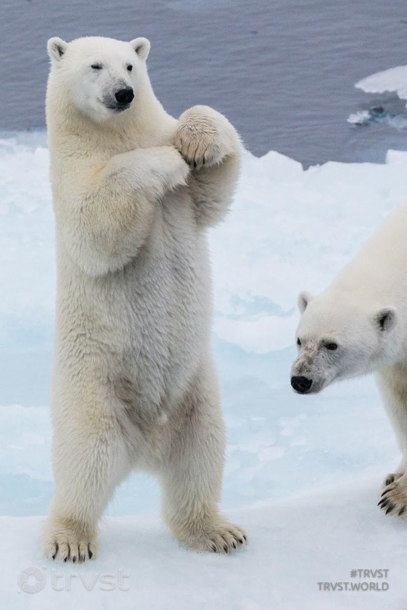 Esse fofinho fela da puta não é tão fofinho assim, podendo pesar até 800kg e medir até 2,50 metros em pé!
 Isso mesmo Zé dinelson ele fica em pé em situações específicas,para alcançar algo, numa luta pela xerecuda da ursa poleia ou ate mesmo para observar o ambiente.