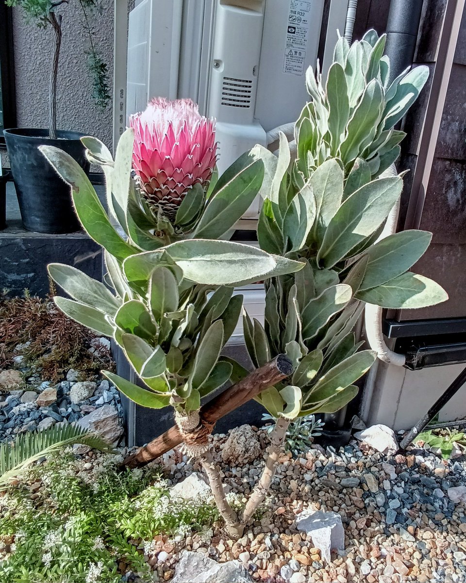 クイーンプロテアことプロテアマグニフィカ地植え🌷 3月入ってから