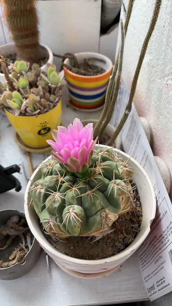 FunctionalEllie's tweet image. There’s a reward for watering these things!