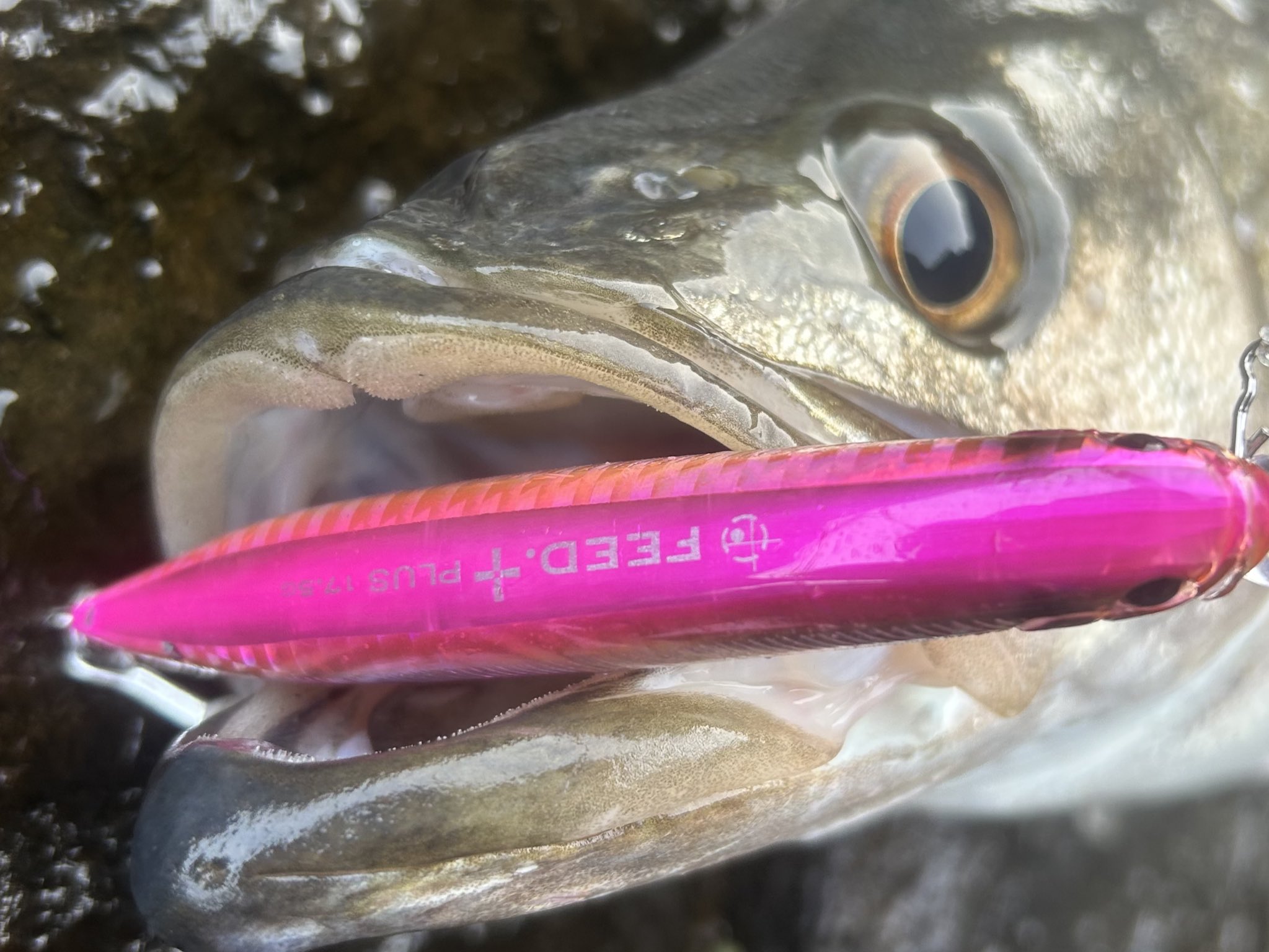 KM工房イレックス180 ロックショア