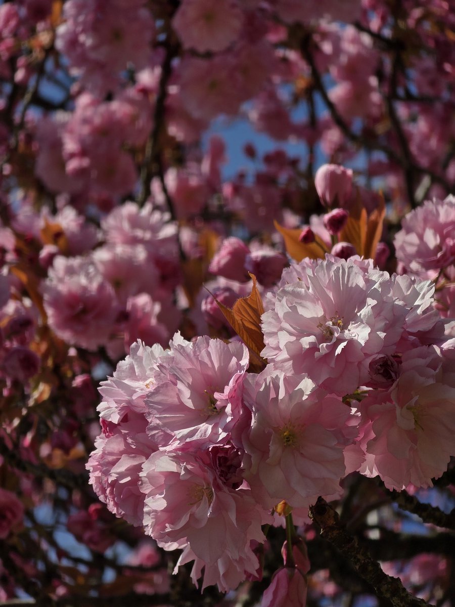 Frühling ist die schönste Jahreszeit zum Fotos machen #Wuppertal #Spring