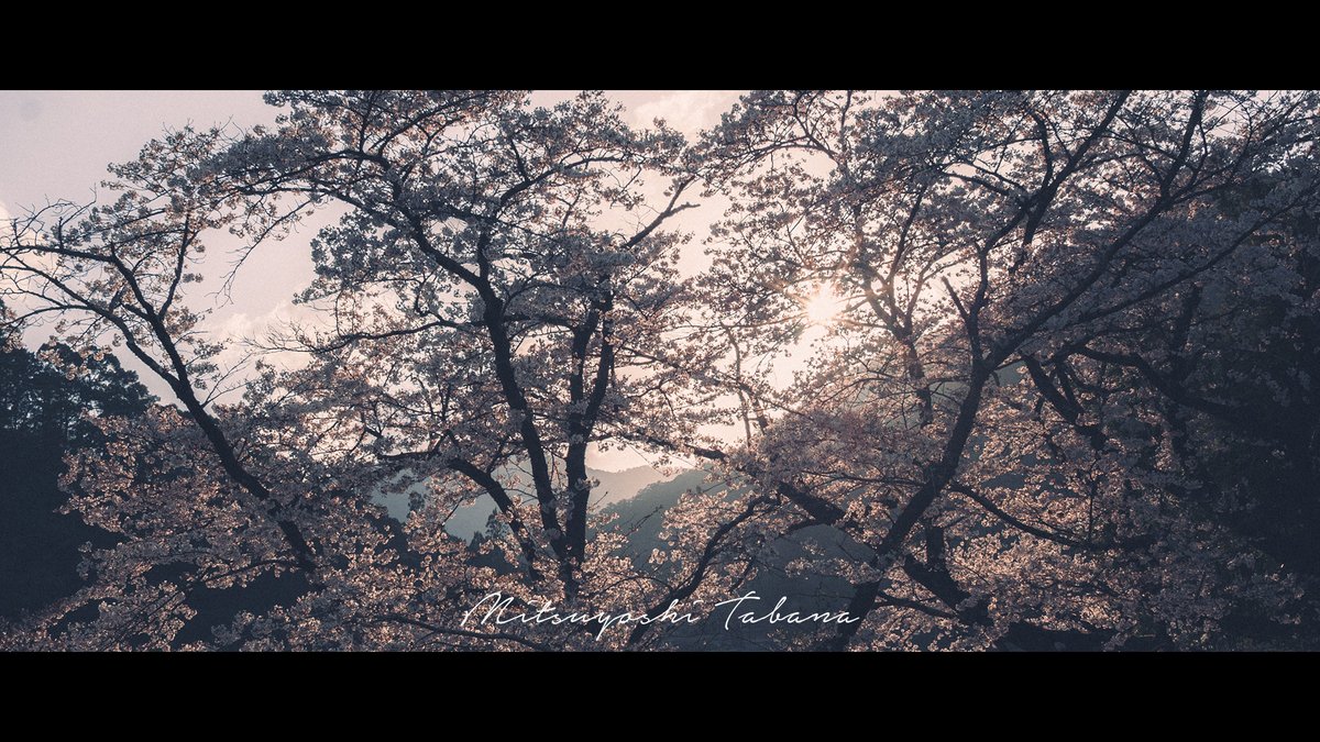 t_informations's tweet photo. シネスコで桜。

————————————————
Camera: #sonya100
Lens: #sigma30mmf14exdchsm
Location: #totsukawa 
————————————————

#オールドデジカメ #オールドデジイチ
#oldcamera #olddslr
#ccdセンサー #ccdsensor
#これソニーで撮りました
#lowsaturation
#filmlook
#cinemascope 
#風景 #landscape https://t.co/W22gPgTs14
