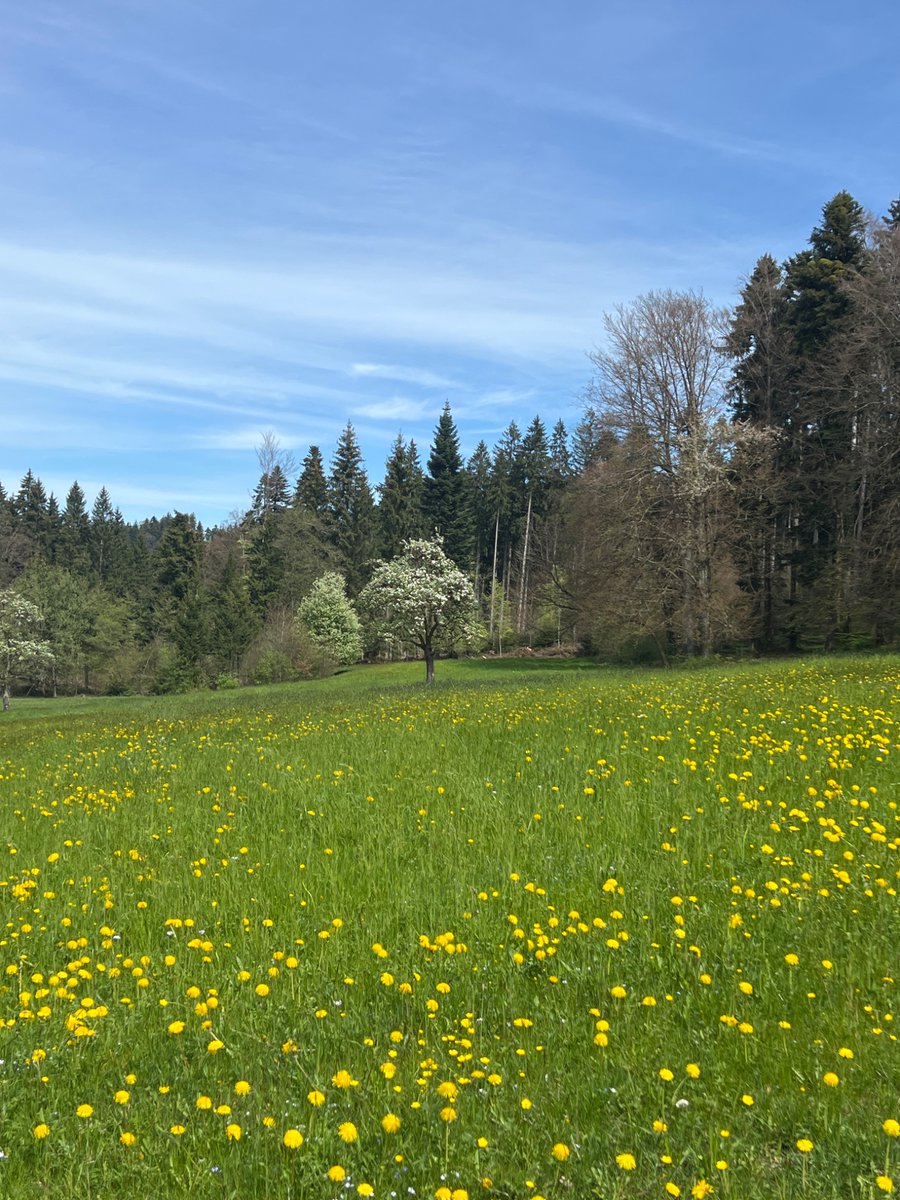 Apple tree, somewhere in time