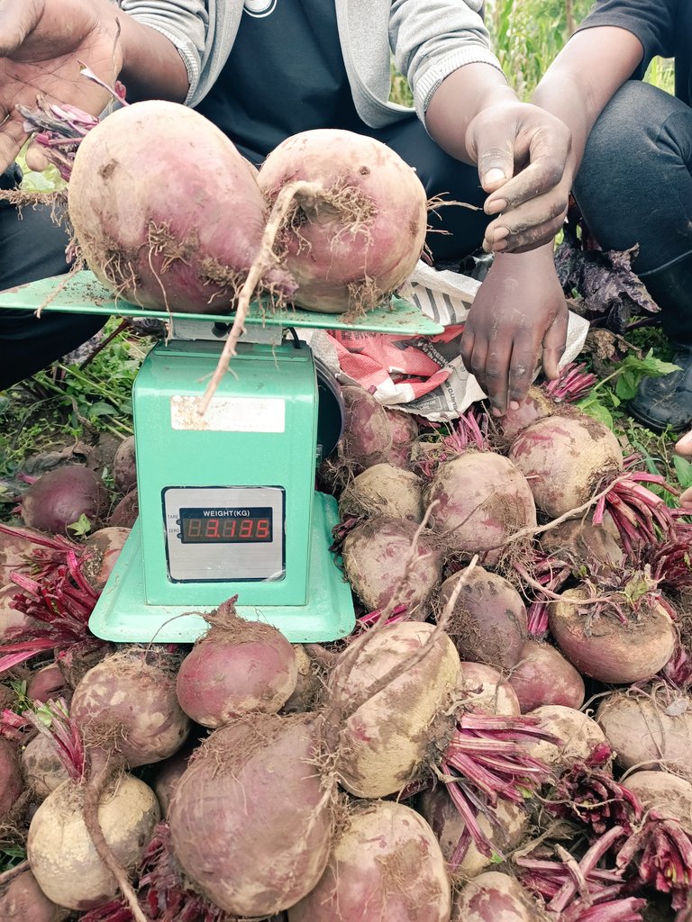 agriresearchclb's tweet image. Today marks the end of phase two of our research on evaluating the effects of different #mulching materials on the growth and yield of #beetroot. We're excited by the promising results, showing a strong correlation and the significance of using effective mulching #materials!