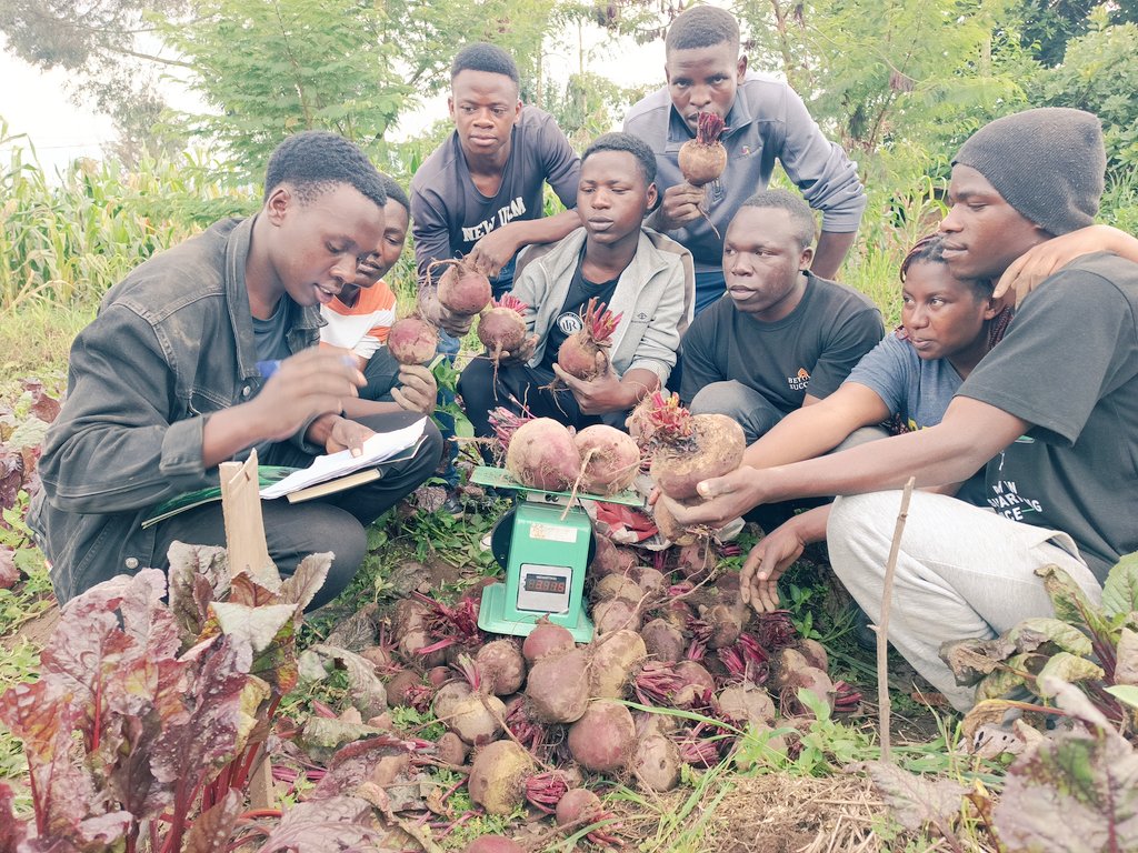 agriresearchclb's tweet image. Today marks the end of phase two of our research on evaluating the effects of different #mulching materials on the growth and yield of #beetroot. We're excited by the promising results, showing a strong correlation and the significance of using effective mulching #materials!