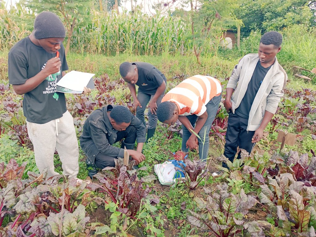 agriresearchclb's tweet image. Today marks the end of phase two of our research on evaluating the effects of different #mulching materials on the growth and yield of #beetroot. We're excited by the promising results, showing a strong correlation and the significance of using effective mulching #materials!