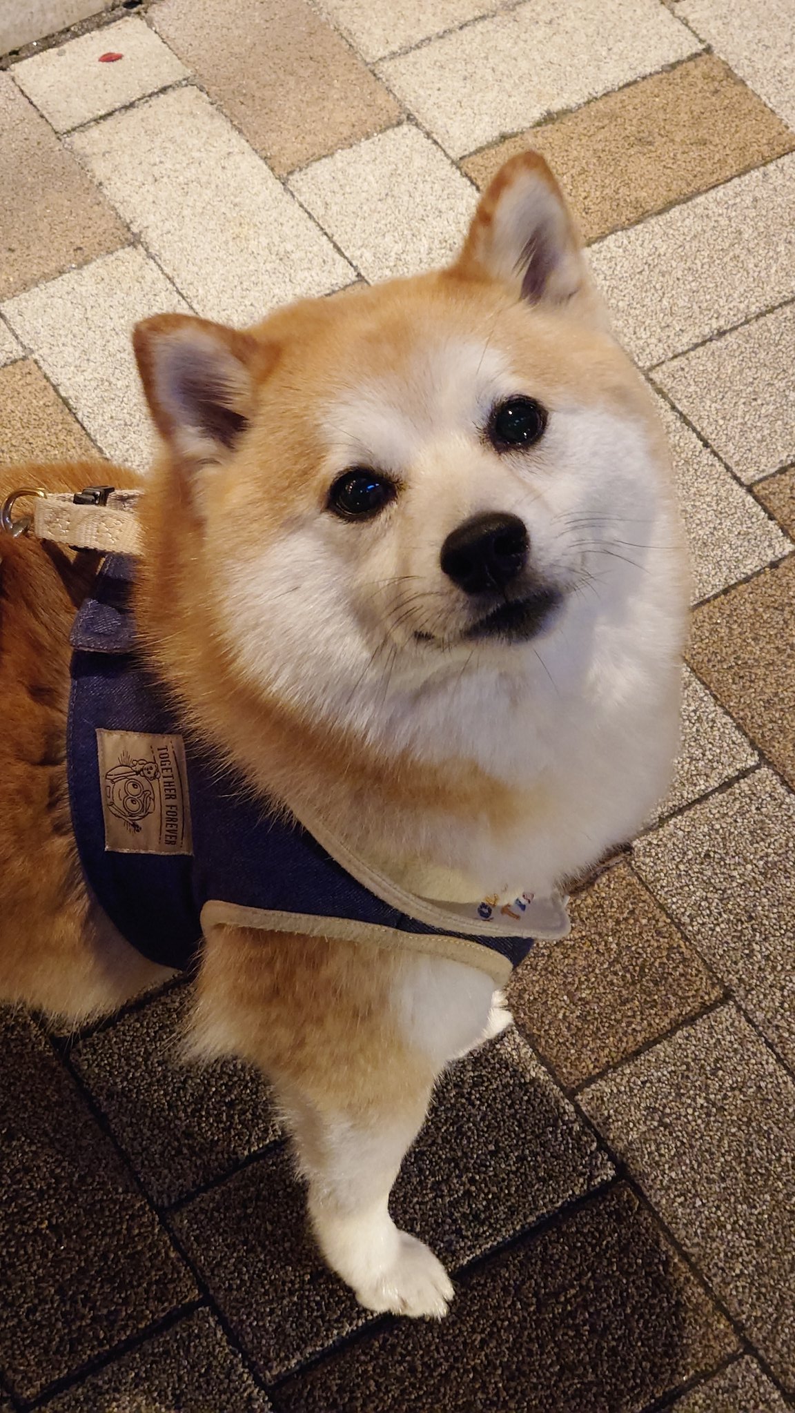 柴犬ししまる (@sisi3po) / X 柴犬ししまる (@sisi3po) / X