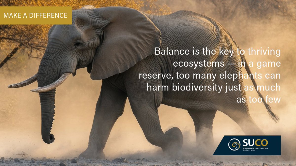 Overpopulation can lead to the destruction of vegetation, the displacement of other species, and long-term degradation of the habitat. On the other hand, too few elephants can disrupt natural processes like seed dispersal and ecological regeneration.
#wildlifegame 
#biodiversity