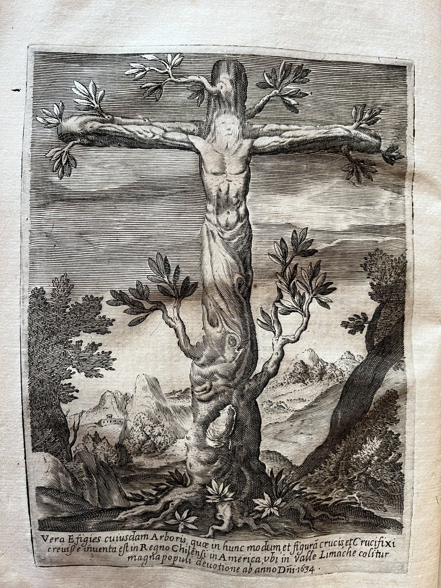 jdmccafferty's tweet image. A tree discovered on a mountain in Chile in 1634 considered to resemble the Crucified Christ. The Jesuit author notes it attracted much popular devotion.

(JMcC)

#TriduumPascal