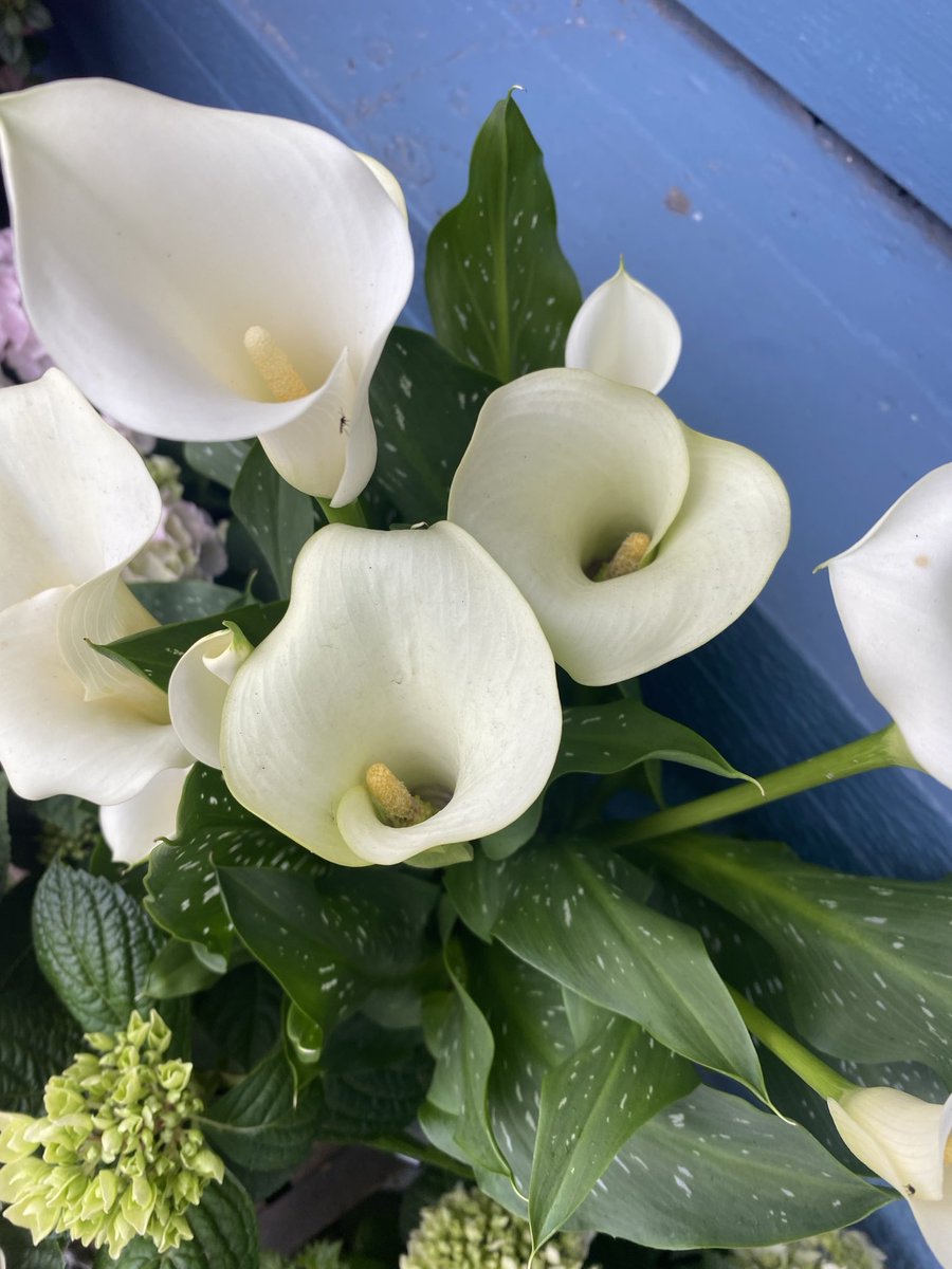 Easter Lillies