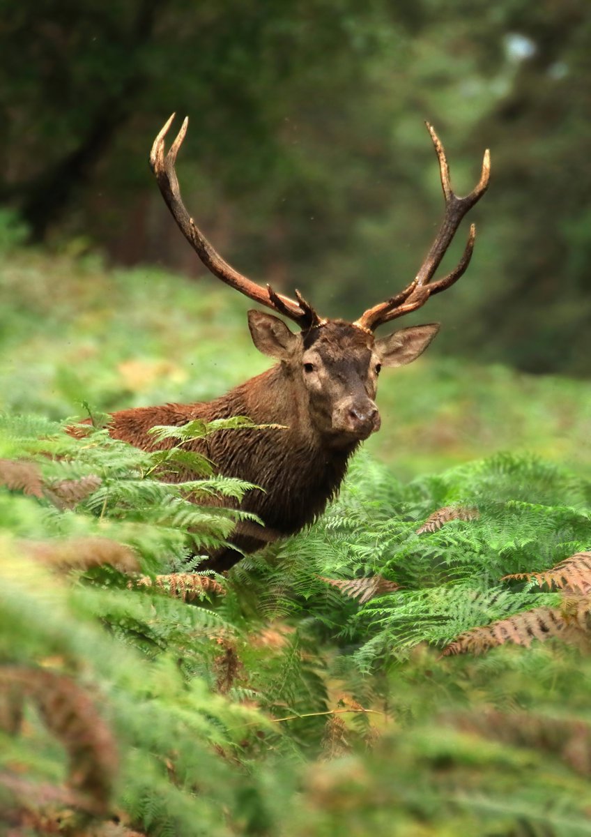 GinieFimo's tweet image. Il m’a offert quelques secondes d’éternité, un instant volé à la beauté sauvage, figé à travers mon objectif 📸
Chacune de mes photographies est un précieux rappel des merveilles qui nous entourent, un hommage à la nature !  
C&apos;est un trésor fragile… respectons-la, aimons-la 💚