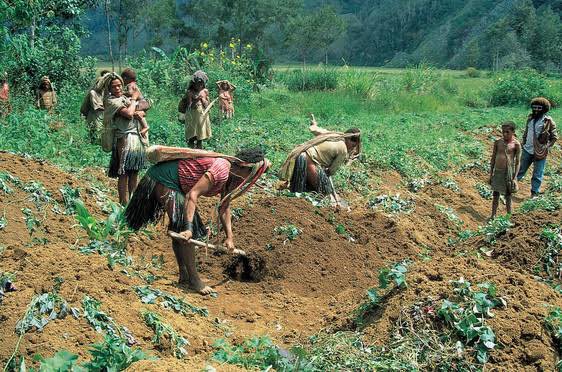 Papua New Guinea developed agriculture around 10,000 years ago, close to the time it developed in Eurasia. It was the first region to cultivate bananas and sugarcane, along with taro, yam, and several other crops, though it lacked cereal grains.

Interestingly, Papua’s rugged