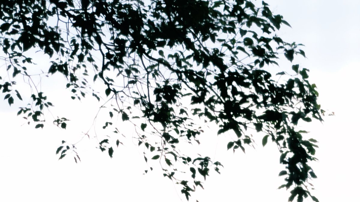 籠の中の鳥は、いつ飛べるのかな？