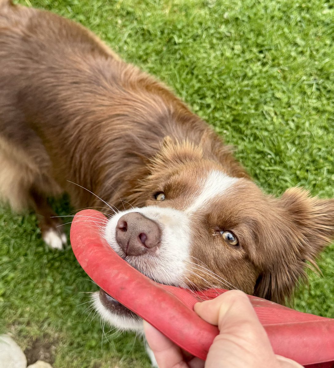 Spirelli79's tweet image. #spielmodus #😍 #lieblingshund