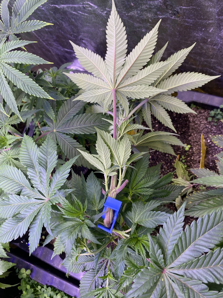 J Baked (@twolargedabs) on Twitter photo Even with a thick ole stalk she took it well ๐ช one of three Devine Comedy #4 from <a href="/SocalSeedVault/">Socal Seed Vault</a> Even with a thick ole stalk she took it well ๐ช one of three Devine Comedy #4 from <a href="/SocalSeedVault/">Socal Seed Vault</a>