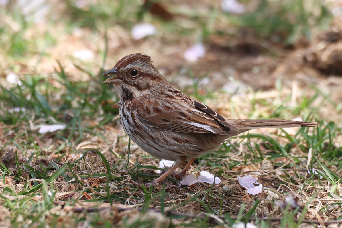 Jamie Sample (@jamiesample99) on Twitter photo Tried to see all the tourist attractions yesterday in Manhattan, but got distracted by all the different sparrows #NYC <a href="/BirdCentralPark/">Manhattan Bird Alert</a> Tried to see all the tourist attractions yesterday in Manhattan, but got distracted by all the different sparrows #NYC <a href="/BirdCentralPark/">Manhattan Bird Alert</a>