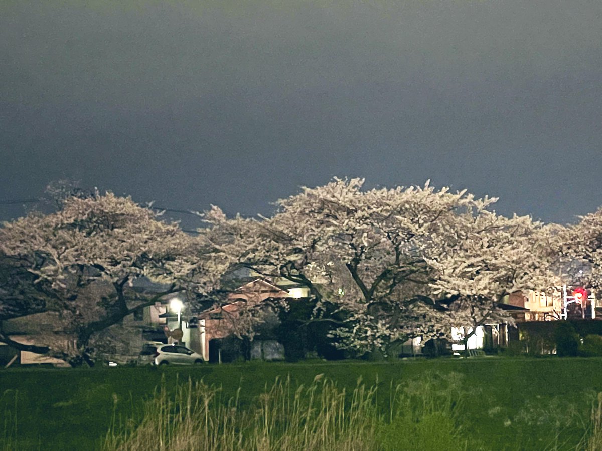 keithnk7311's tweet photo. 急に桜が満開っていうし、明日は早朝から雨っていうから、そりゃ緊急で夜桜見物（1時間一本勝負→氷結9％持参）するよね https://t.co/CBoG6RBILR