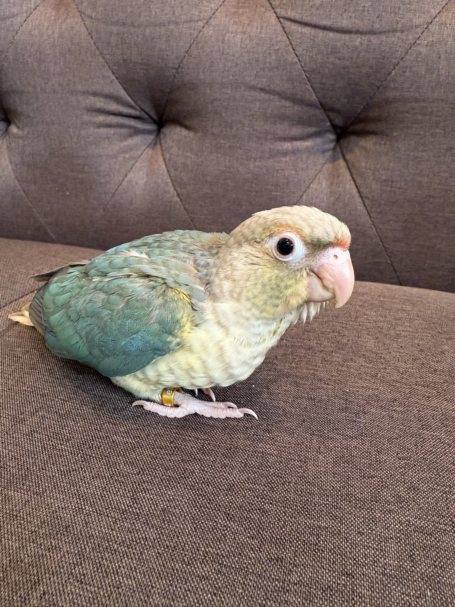 すてぱん様オーダーページ 猫 ウロコインコ 大事に羽根をもってポーズを 決めてるるーちゃん♡ 最近羽が