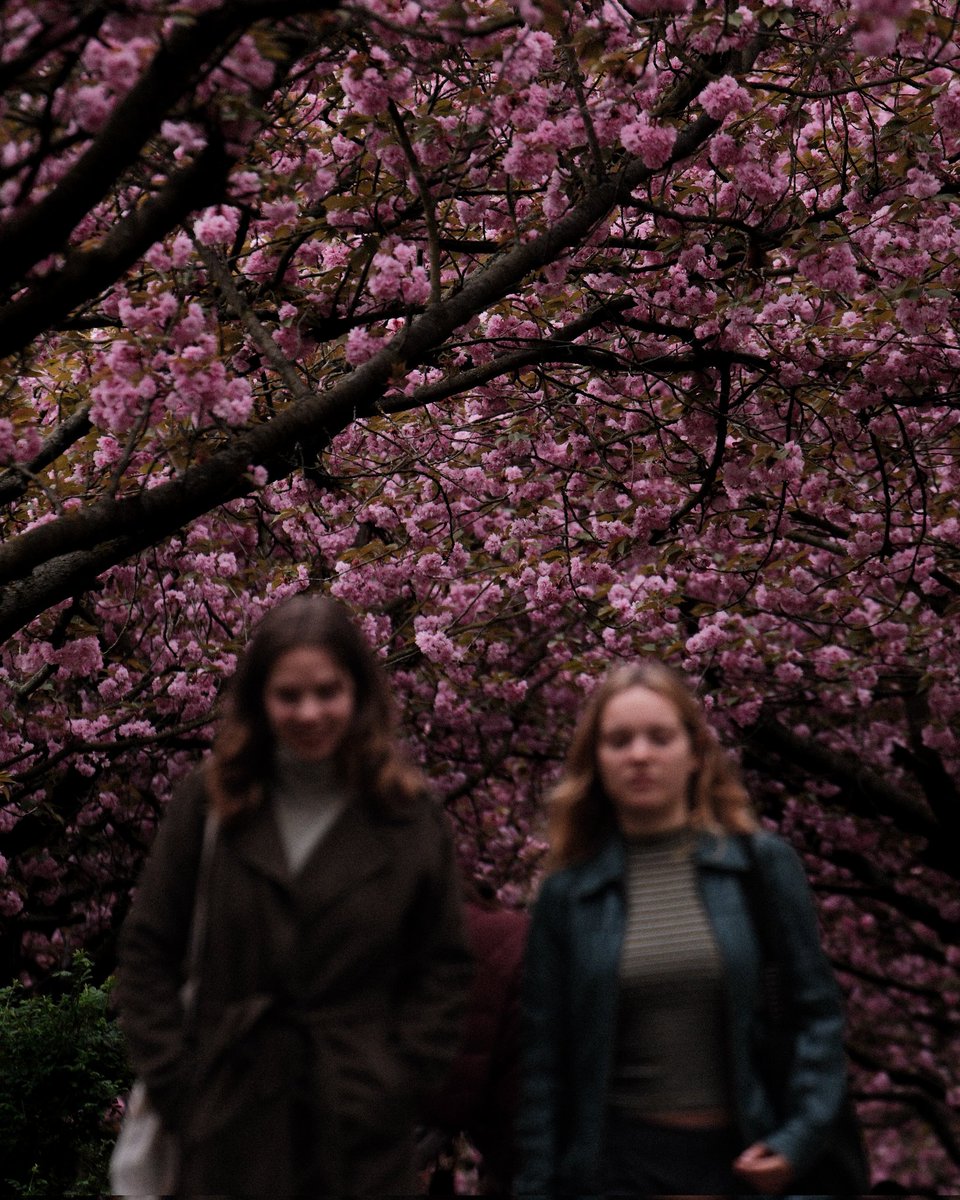 #sakura #berlin