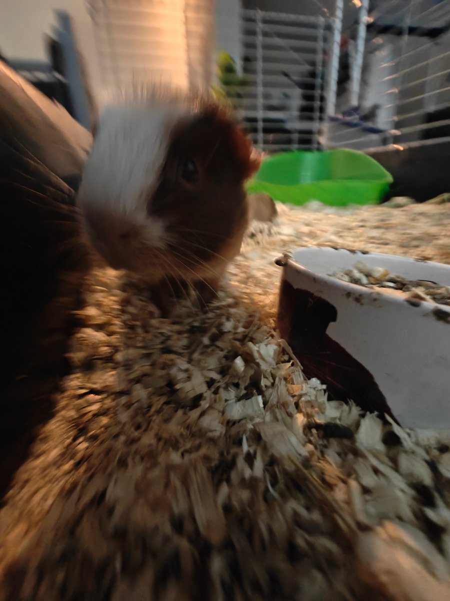 Potato :3 tweet media