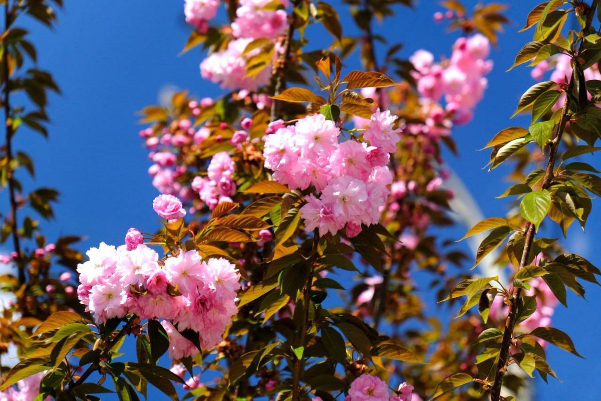 Iris Schneider 🇪🇺 tweet media