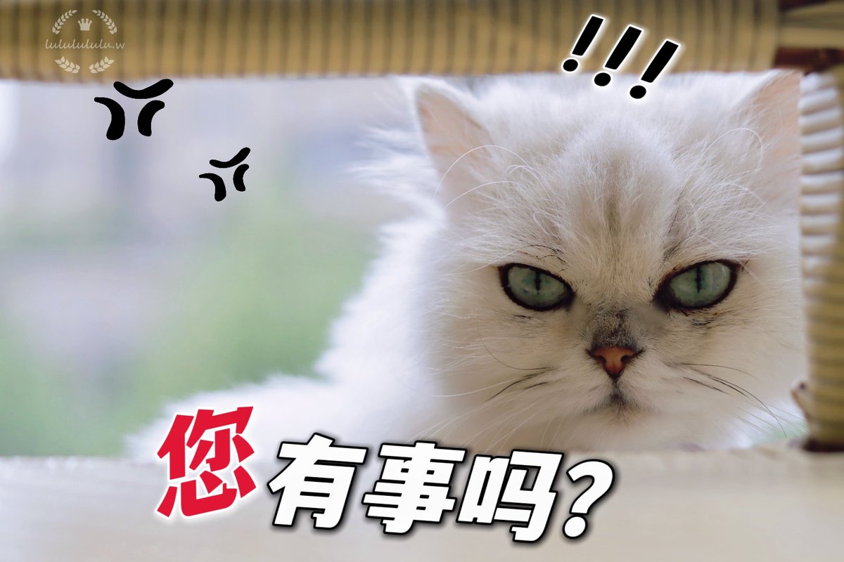 hyappzy's tweet photo. 犟种猫 喵 https://t.co/sss7aA4uJE