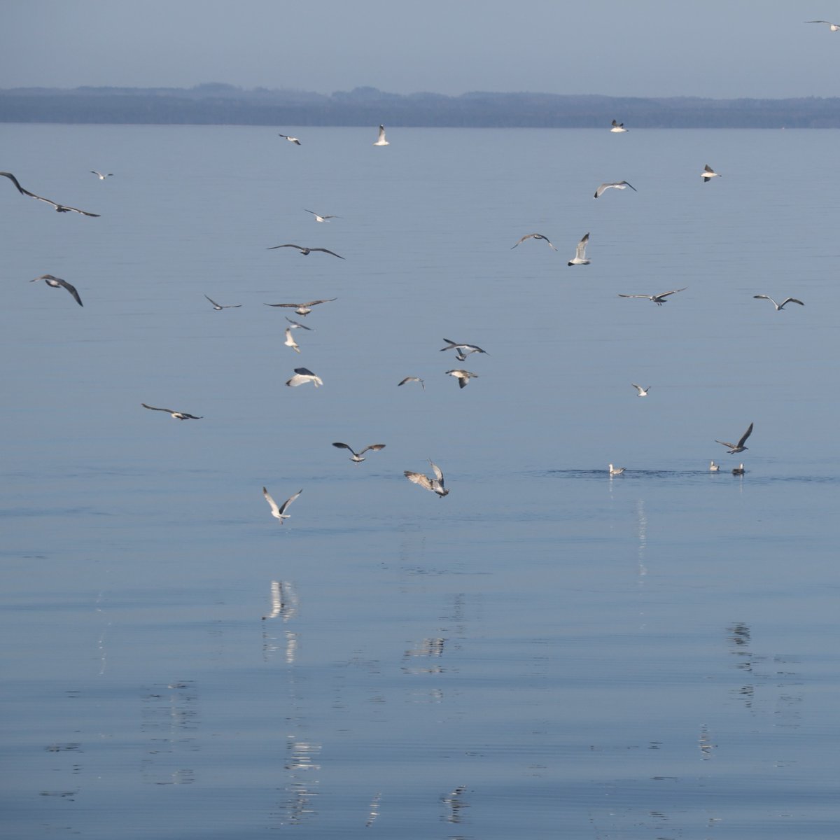 Sunset at sea is unlike any other. During their support of Historical Ordnance Disposal Operation (HODOPS) efforts in the Bay of Riga 🇱🇻 , ships assigned to Standing <a href="/NATO/">NATO</a> Mine Countermeasures Group 1 were treated to a this beautiful display of color and wildlife one evening.
