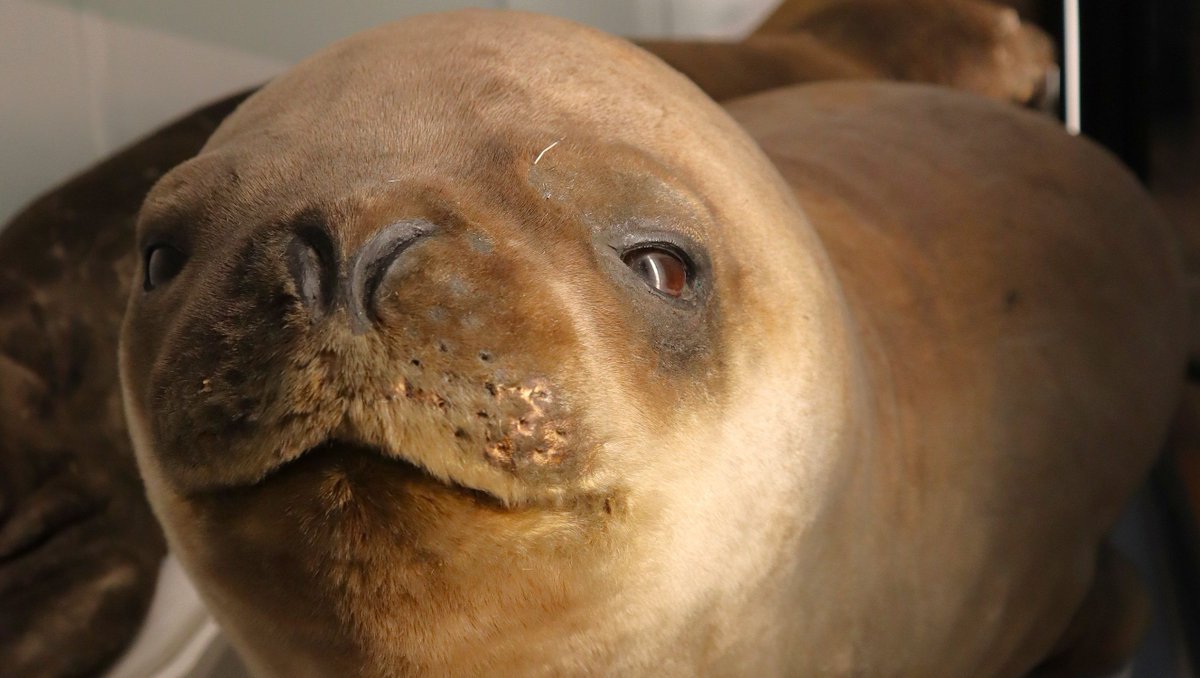 🦭This is not just any seal, this is a seal collected by the great explorer Ernest Shackleton whilst he was on the Nimrod Expedition of 1907-1909. Historic specimens like this can help scientists understand the history of marine life in the Antarctic. #Shackleton #Seal #Antarctic