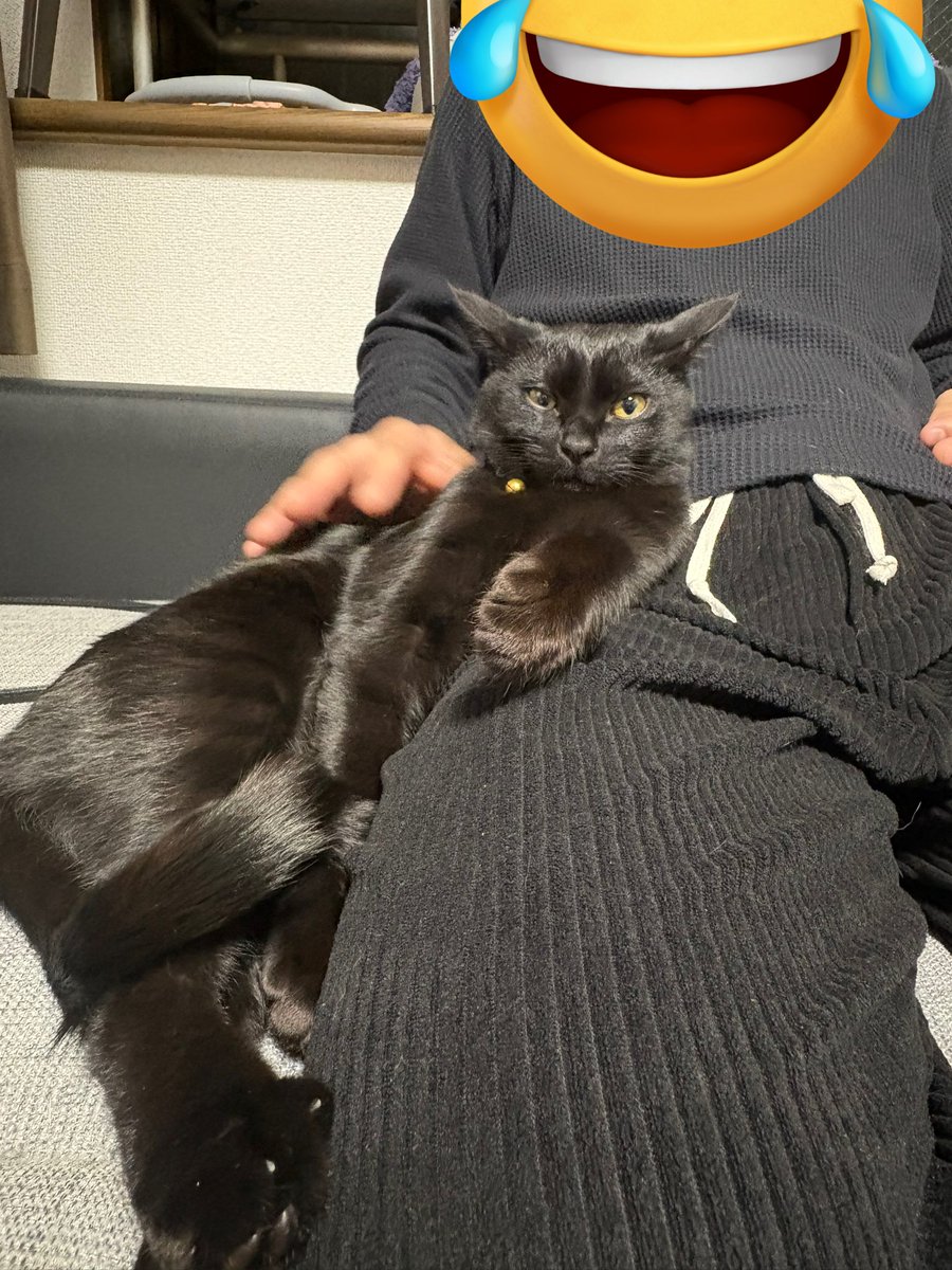 light77oo77's tweet photo. 人間を肘掛か何かと思ってらっしゃる https://t.co/PGSKK8UzMy