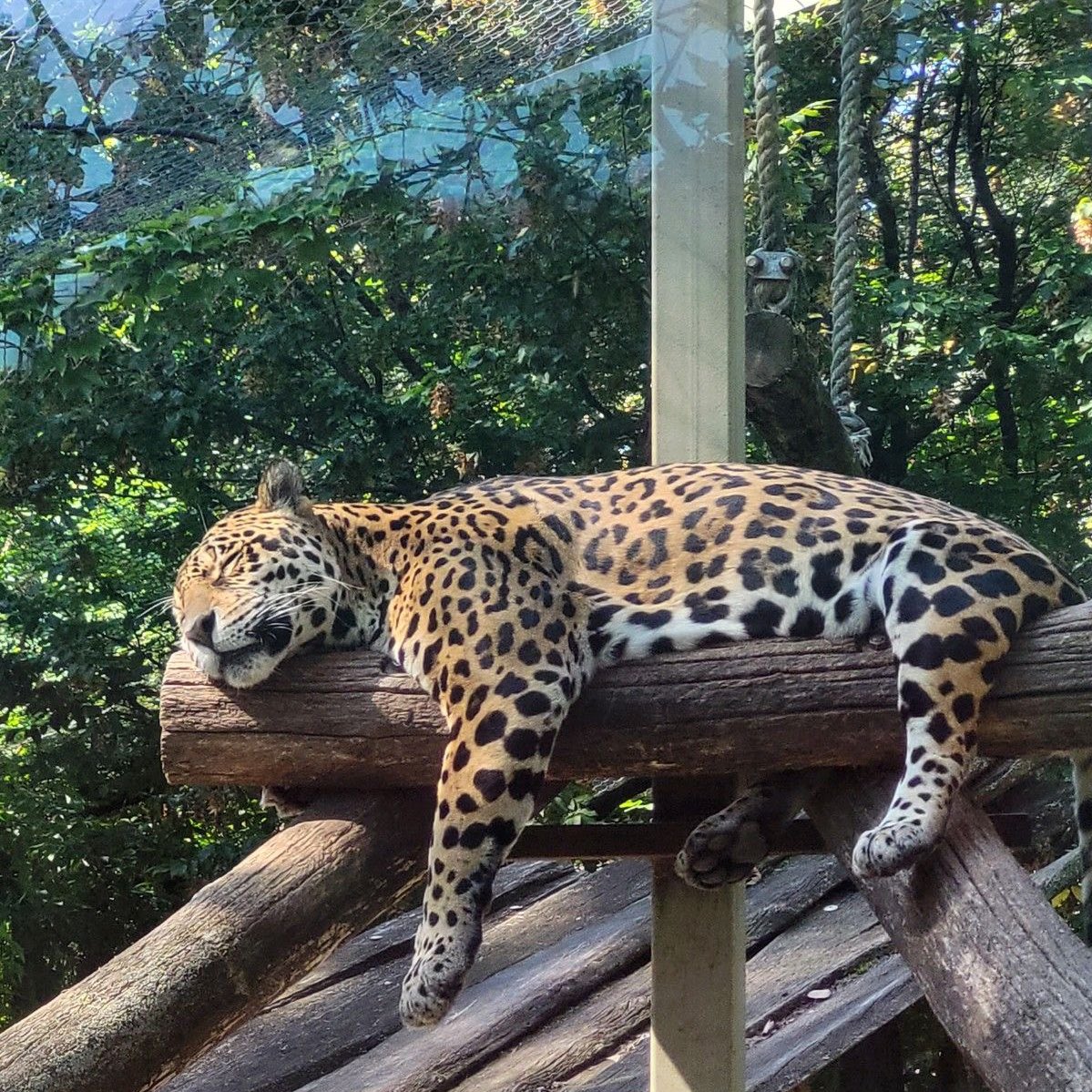 𝑺/𝑪/𝑨/𝑹/𝑬/𝑪/𝑹/𝑶/𝑾 tweet media