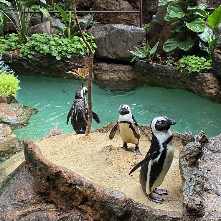 𝑺/𝑪/𝑨/𝑹/𝑬/𝑪/𝑹/𝑶/𝑾 tweet media