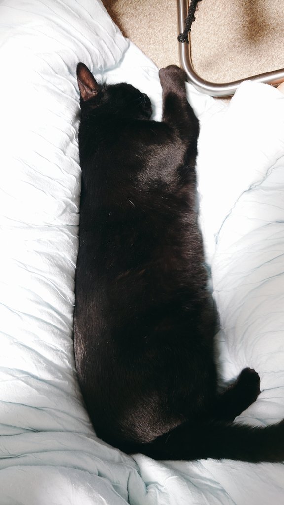 足の間にいる猫、四角い