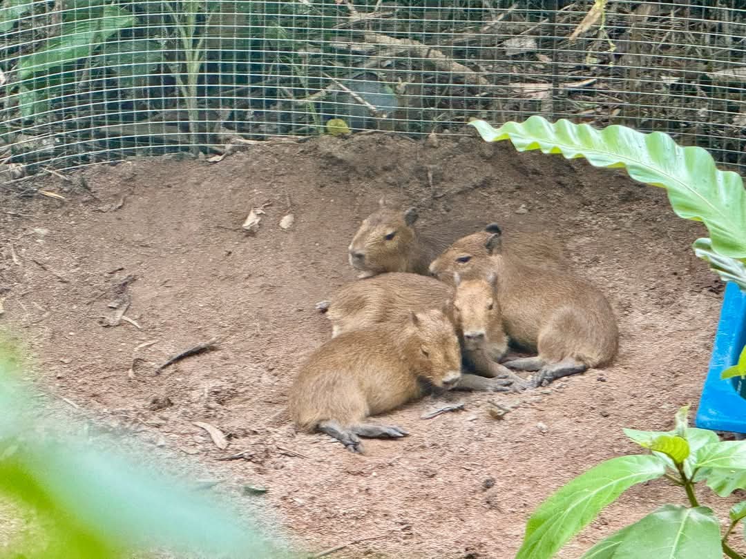 ตัวตึงเริ่มไม่กลัวคนแล้วครับ 
เดี๋ยวรออีกนิดได้ป้อนอาหาร
#hippo #PygmyHippo #ขาหมูแอนด์เดอะแก๊ง #หมูเด้งจะเด้งกี่โมง #Moodeng #พี่ขาหมู #สวนสัตว์แปลกเขาเขียว