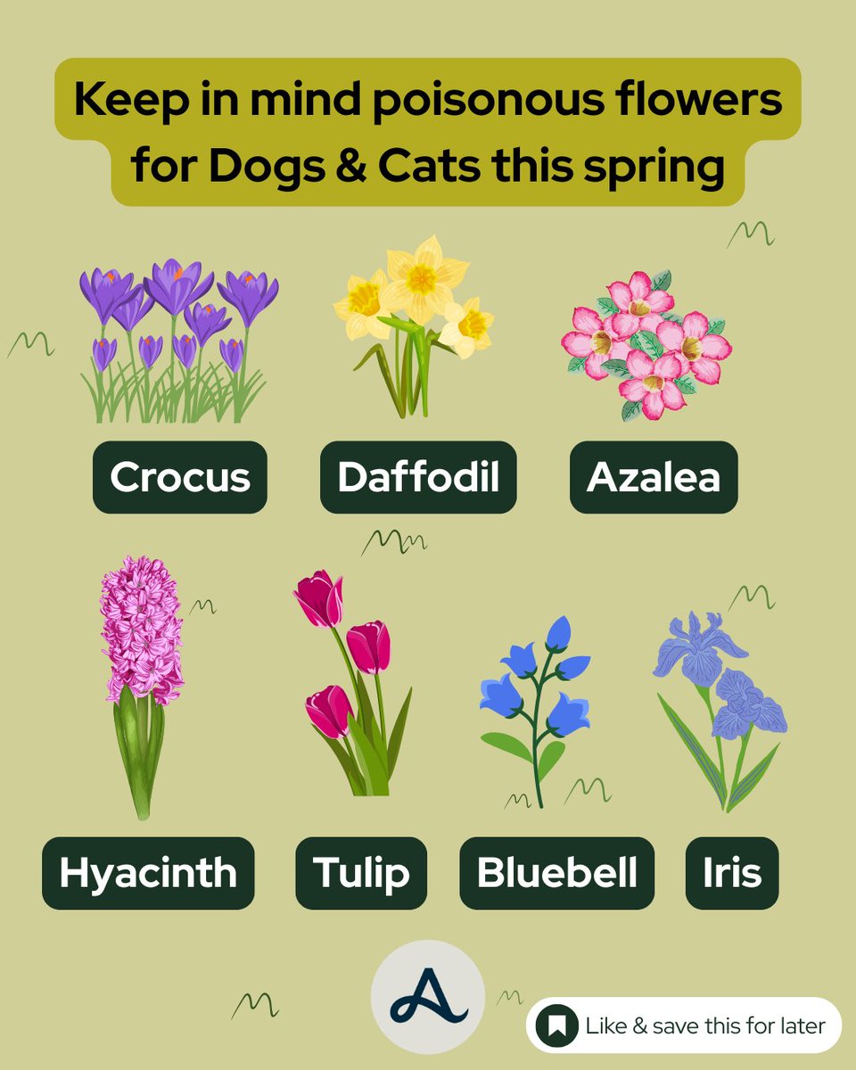 Sping flowers in bloom... but beware! 🌸
These spring flowers may brighten your garden but they can be toxic to your cats and dogs. Keep your furry friends safe this season! 🐶🐱

#spring #springflowers #petsafety #dogsafety #catsafety #petparent #springgardens