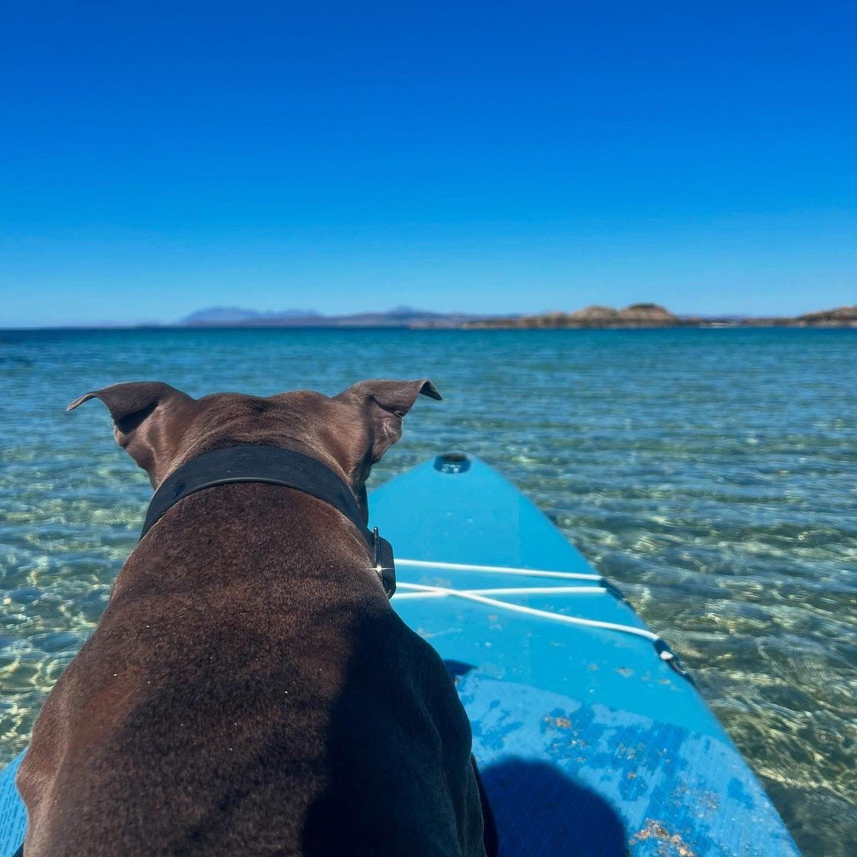 BBC Scotland News (@bbcscotlandnews) on Twitter photo Laura Docherty's dog had great fun enjoying a paddle out in the waters of Arisaig.
Your pictures of Scotland 👉 bbc.in/3EtqyHf
Send your pics of Scotland to scotlandpictures@bbc.co.uk
#BBCScotlandPics Laura Docherty's dog had great fun enjoying a paddle out in the waters of Arisaig.
Your pictures of Scotland 👉 bbc.in/3EtqyHf
Send your pics of Scotland to scotlandpictures@bbc.co.uk
#BBCScotlandPics