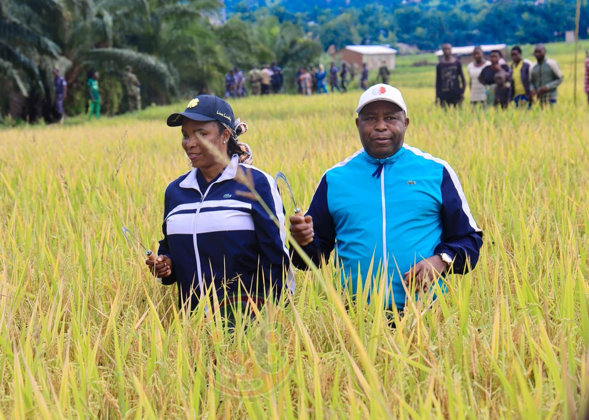 RTNBurundi's tweet photo. Ce samedi 19 avril 2025, le Président de la République du #Burundi @GeneralNeva procède à la récolte de son champ de riz de 7,5 ha, variété de riz hybride 207, à #Gifúgwe, zone #Butanuka, commune #Mpanda en @BubanzaProvince.  #Agriculture #Burundi https://t.co/tbWV12Dd1x
