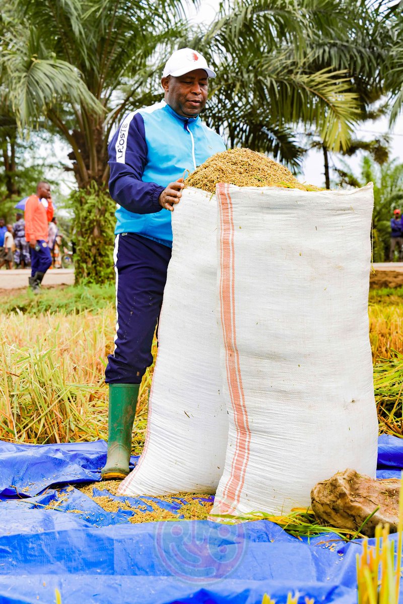 RTNBurundi's tweet photo. Ce samedi 19 avril 2025, le Président de la République du #Burundi @GeneralNeva procède à la récolte de son champ de riz de 7,5 ha, variété de riz hybride 207, à #Gifúgwe, zone #Butanuka, commune #Mpanda en @BubanzaProvince.  #Agriculture #Burundi https://t.co/tbWV12Dd1x
