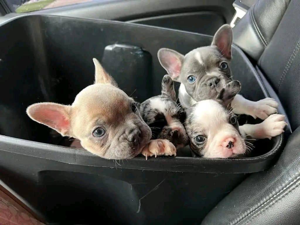 TooGoldenreb's tweet photo. Does anyone want them little guys? They are full blooded French puppies l'm only asking for rehoming fee I want to keep them but my hands are full with kids, dogs, a full time job and still in our little house. https://t.co/k9iHI78kL9