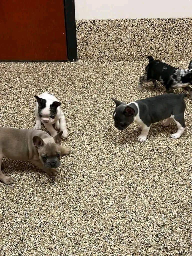 TooGoldenreb's tweet photo. Does anyone want them little guys? They are full blooded French puppies l'm only asking for rehoming fee I want to keep them but my hands are full with kids, dogs, a full time job and still in our little house. https://t.co/k9iHI78kL9