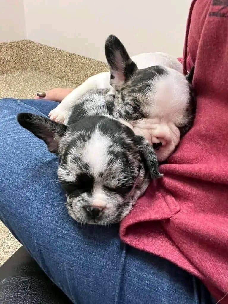 TooGoldenreb's tweet photo. Does anyone want them little guys? They are full blooded French puppies l'm only asking for rehoming fee I want to keep them but my hands are full with kids, dogs, a full time job and still in our little house. https://t.co/k9iHI78kL9