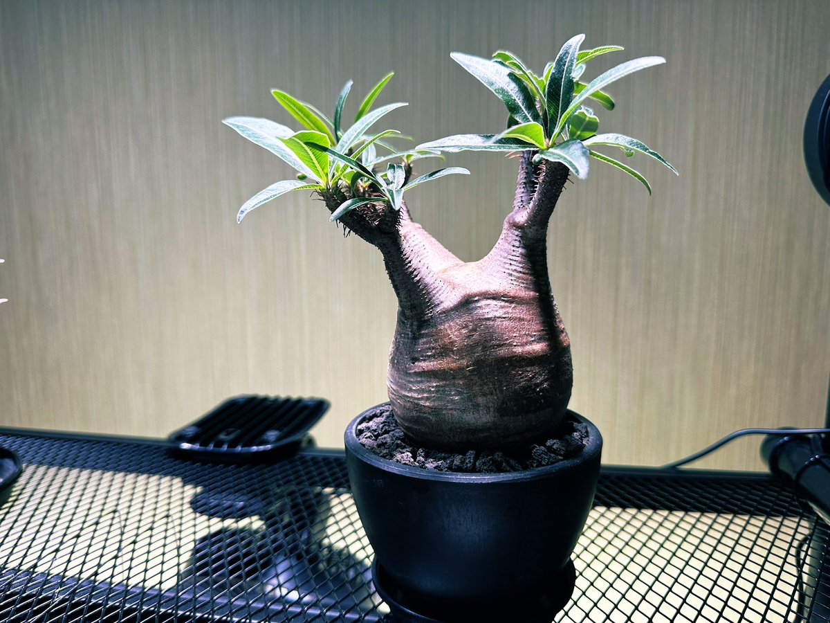 215ksk99's tweet photo. 今週の植物ーリング🏍🌱

連日偶然にも仲間たちに遭遇した良い日になりました‼️
さすがに持って帰れず今日車で引き取り行ってきたグラキリス👏
今日からよろしくお願いします‼️

GWは全滅なのでGW明けにツーリング考えてるので皆さんよろしくお願いします‼️ https://t.co/aOf32G4yiY